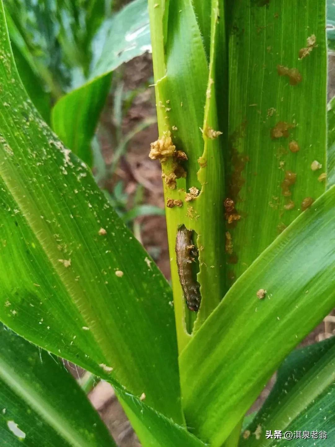 玉米（mǐ）染上黑菌蟲怎麽辦？草地貪夜蛾危害症狀與防治全攻略
