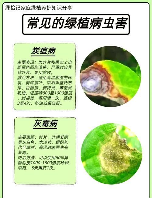 家蠅蟲害防治難（nán）題：林業有（yǒu）哪些高效治理策（cè）略（luè）可用？